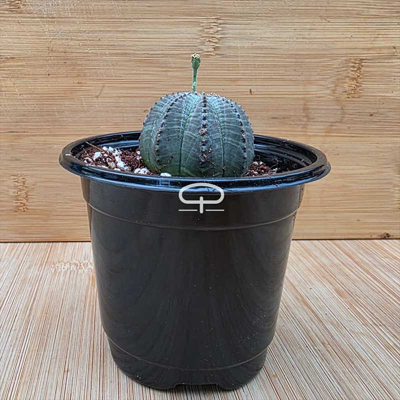 Euphorbia Obesa plant 5.5 cm