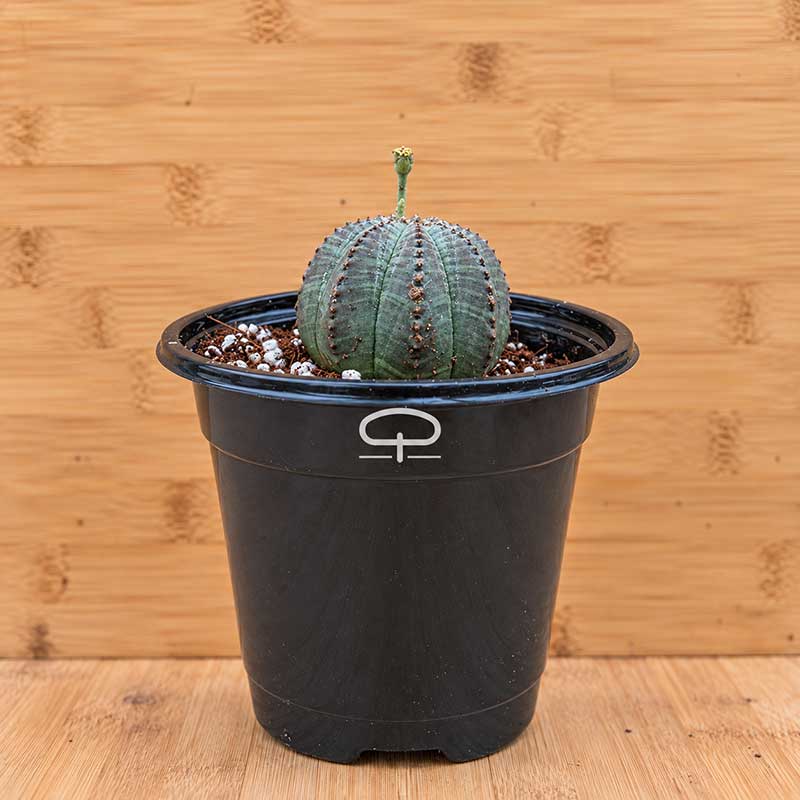 Euphorbia Obesa plant 5.5 cm