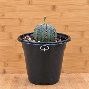 Euphorbia Obesa plant 5.5 cm