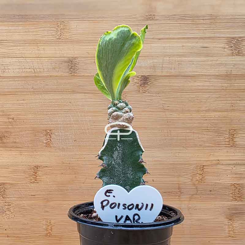 Euphorbia poissonii ‘Variegata’ plant - succulent