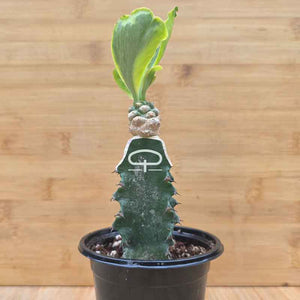 Euphorbia poissonii ‘Variegata’ plant - succulent