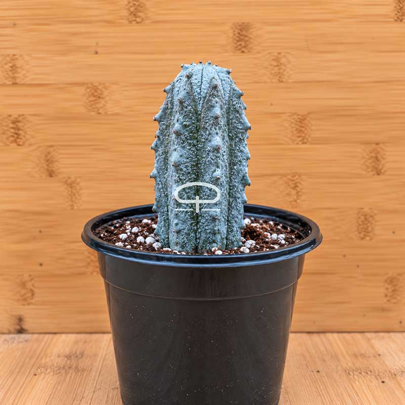 Euphorbia abdelkuri plant groot succulent