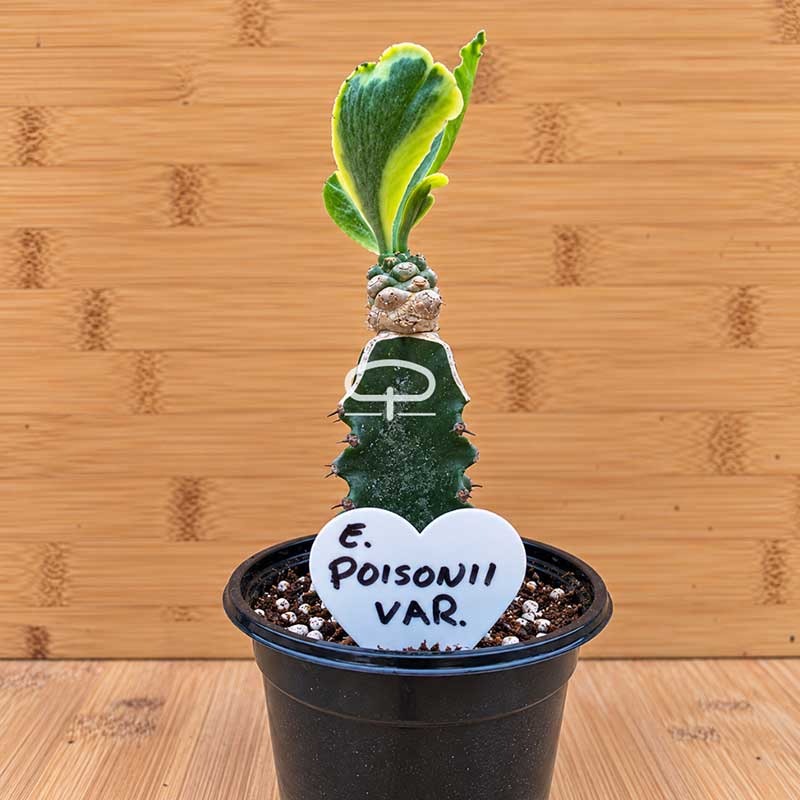 Euphorbia poissonii ‘Variegata’ plant - succulent