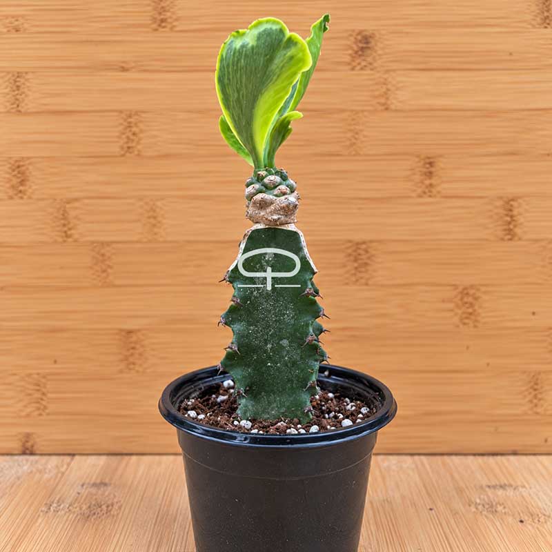 Euphorbia poissonii ‘Variegata’ plant - succulent