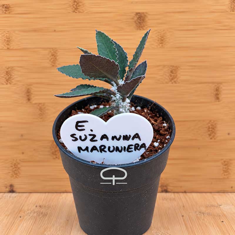 Euphorbia suzannae-marnierae plant - succulent - caudex