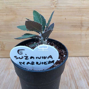 Euphorbia suzannae-marnierae plant - succulent - caudex
