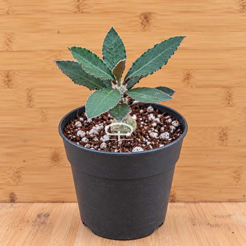 Euphorbia suzannae-marnierae plant - succulent - caudex