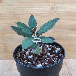 Euphorbia suzannae-marnierae plant - succulent - caudex