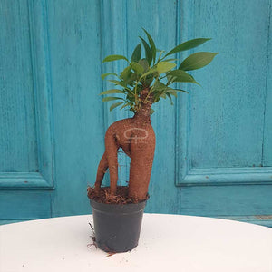 Ficus Microcarpa Ginseng bonsai plant 15 cm 