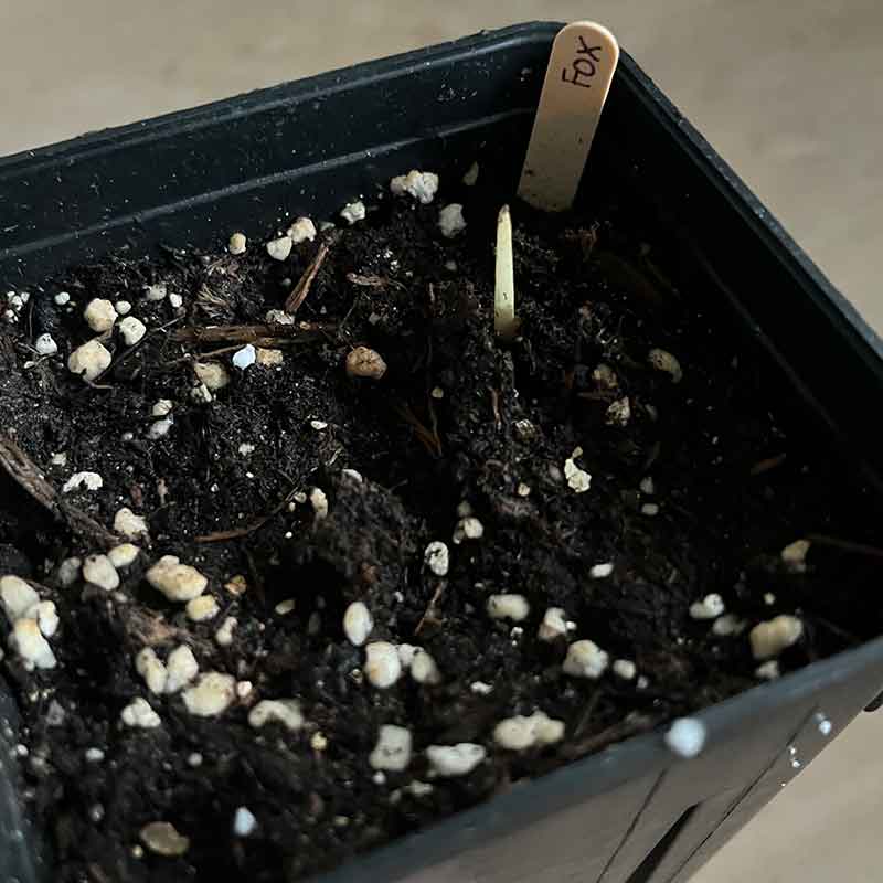 Foxtail palm zaailing 