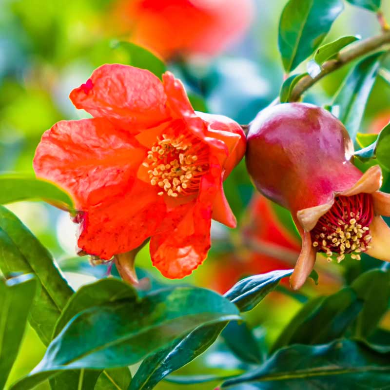 Dwerggranaatappel plant 70 cm (Punica Granatum nana)