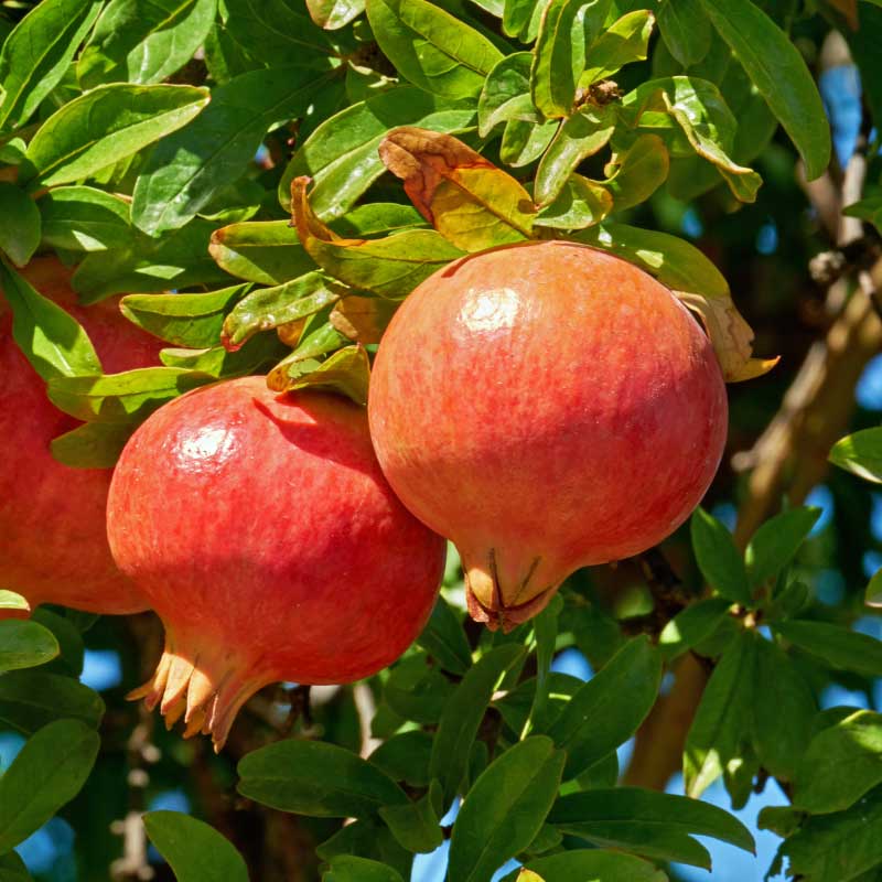 Granatapfelfrucht (Punica Granatum)