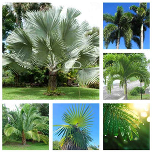 Exotische groene vrienden mix. Zaden mix van diverse zeer zeldzame palm soorten