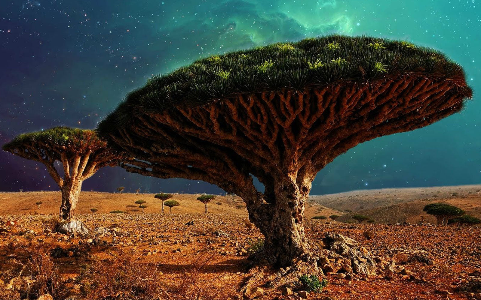 Mysterieuze en uniek drakenbloedbomen. Dit is de dracaena cinnabari soort die bijna uitgestorven is. Komt alleen nog op Sokotra voor bij Yemen.