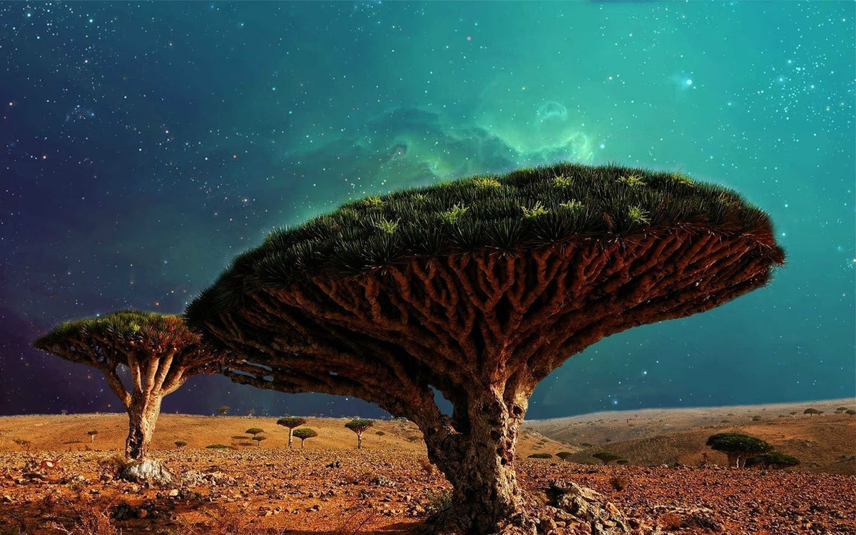 Dracaena Tamaranae (Dragon Blood Tree of Gran Canaria) - Drakenbloedboom