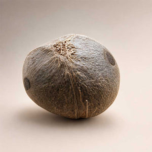 Jubaea Chilensis-palmboom-winterharde palmsoort | palmzaden | www.drakenbloedboom.com | verse palmzaden te koop