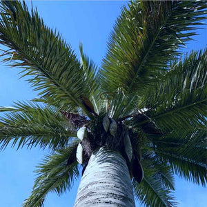 palma azul planta Jubaea Chilensis Semillas de palma azul | Palma de vino chilena azul - resistente al invierno