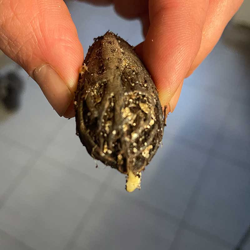 Latania Loddegeso zaden gekiemd