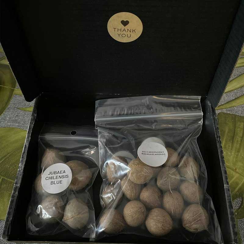 Jubaea Chilensis zaden en Beccariophoenix Madagaresciensis zaden