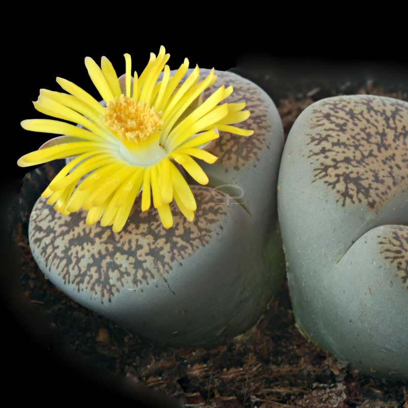 Lithops yellow flower plantjes ca 6,5 cm