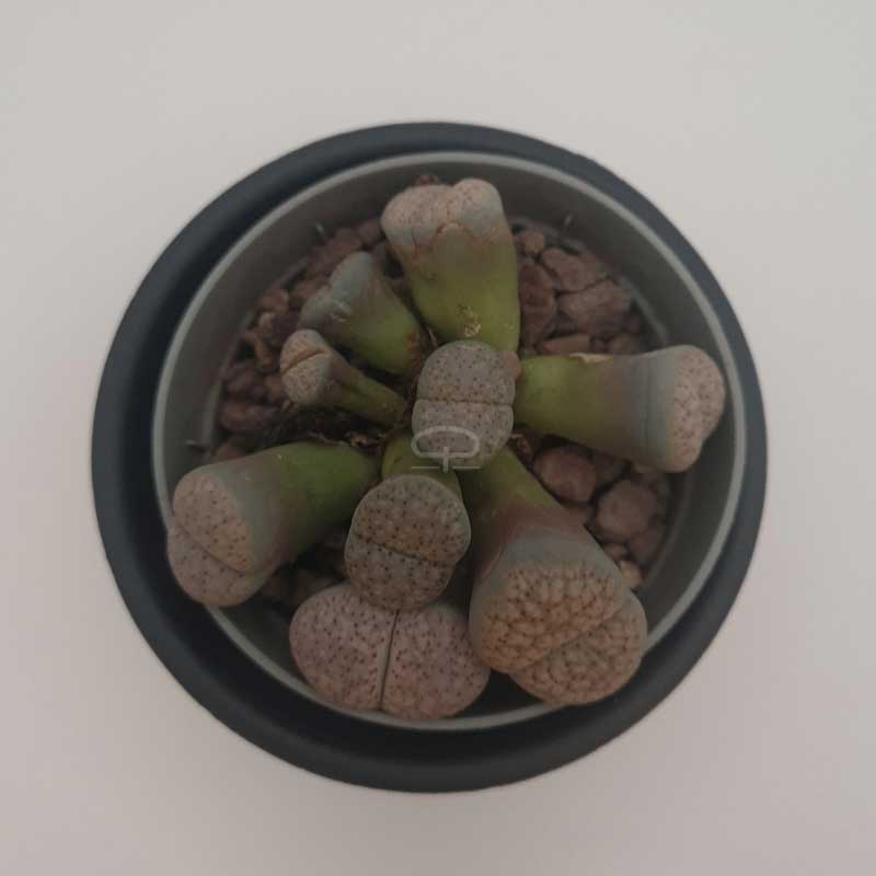 Lithops yellow flower plantjes ca 6,5 cm bovenaanzicht