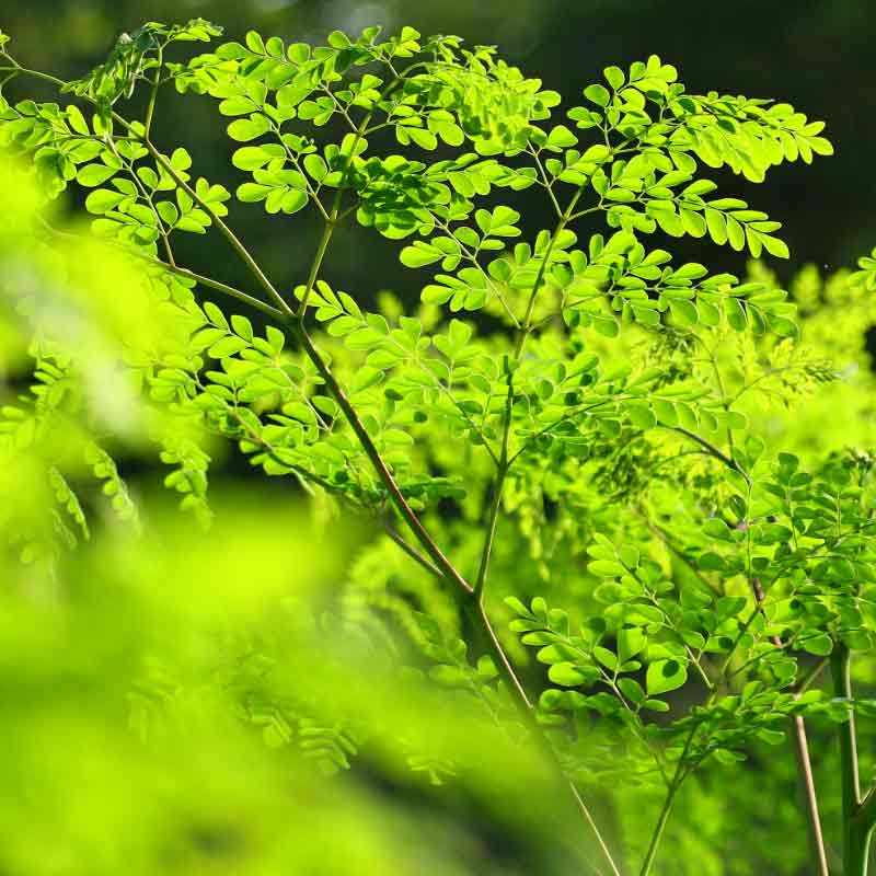 Verse Moringa Oleifera zaden (wonderboom)