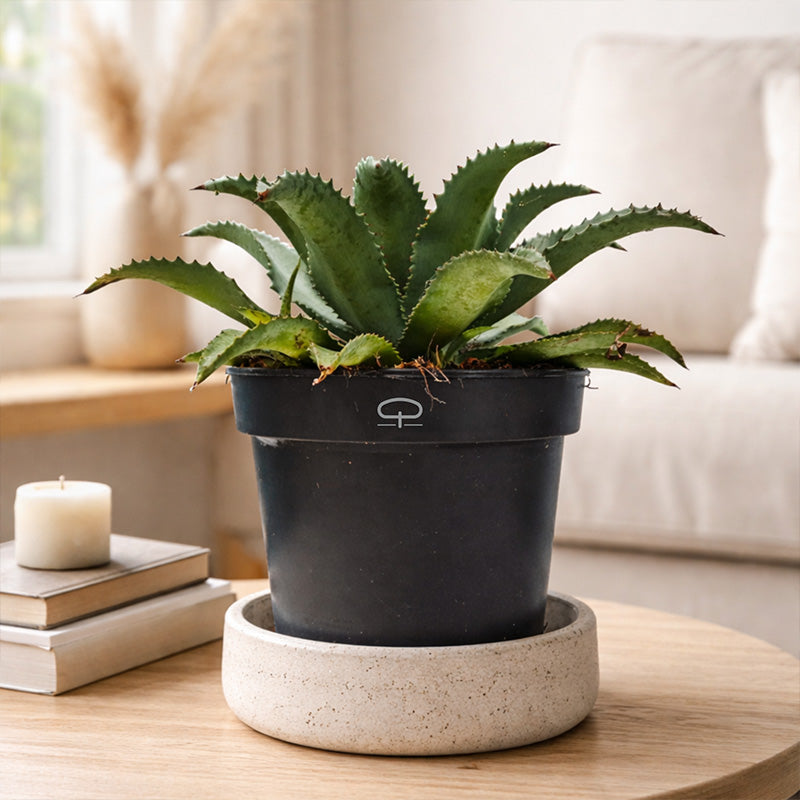 Mangave 'Silver Fox' – Silberne Designerpflanze mit Charakter