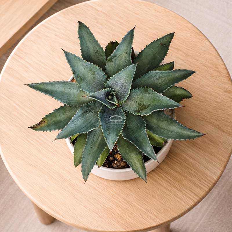 mangave zimmerpflanze Mangave 'Silver Fox' – Silberne Designerpflanze mit Charakter
