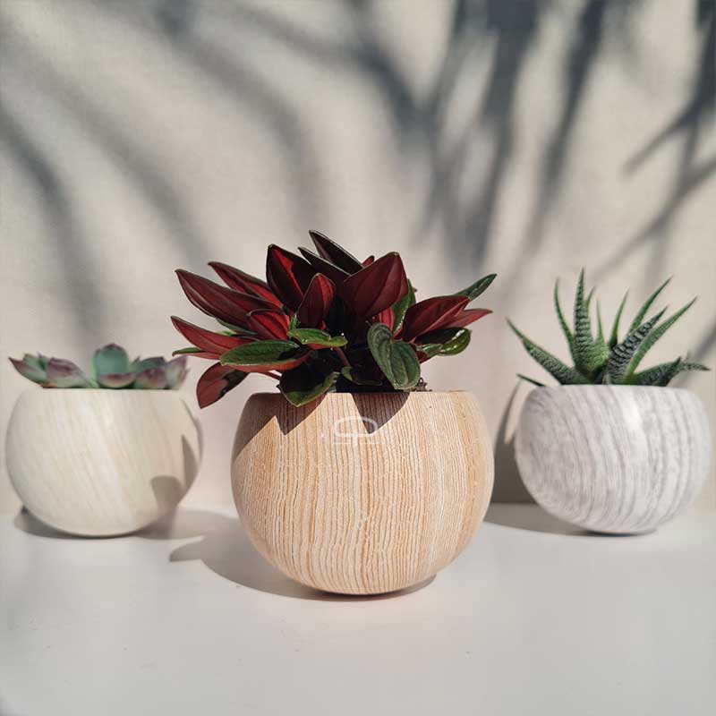Keramisch Magneet potje woodlook donker - licht en white - met plantjes -Peperomia Rosso - Echeveria en andere succulenten. In de keuken