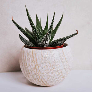 Keramisch Magneet potje woodlook licht - met plantje Haworthiopsis fasciata Concolor