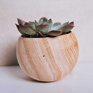Keramisch Magneet potje woodlook donker- met plantje Echeveria Apus