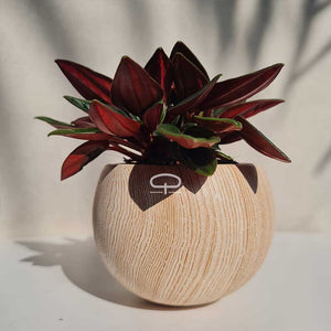 Keramisch Magneet potje woodlook donker - met plantje Peperomia Rosso