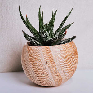 Keramisch Magneet potje woodlook donker - met plantje Haworthiopsis fasciata Concolor