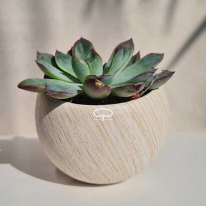 Keramisch Magneet potje woodlook licht - met plantje Echeveria Apus