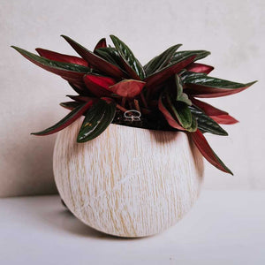 Keramisch Magneet potje woodlook licht - met plantje Peperomia Rosso