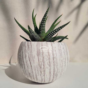 Keramisch Magneet potje woodlook white - met plantje Haworthiopsis fasciata Concolor