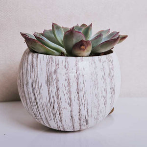 Keramisch Magneet potje woodlook white - met plantje Echeveria Apus