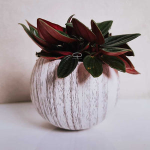 Keramisch Magneet potje woodlook white - met plantje Peperomia Rosso