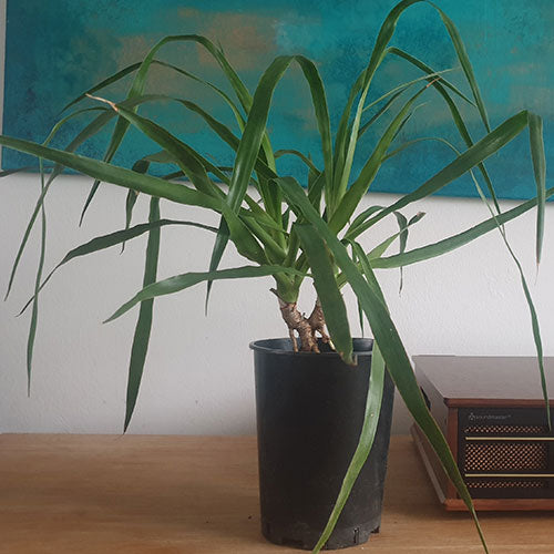 ZELDZAAM MOOI "Mooi om te zien hoe de de luchtwortels zich ontwikkelen en drakenbloedboom zich vertakt. Echt zeldzaam om dit mee te maken. Kortom, ik ben blij dat ik deze in mijn woonkamer heb staan."