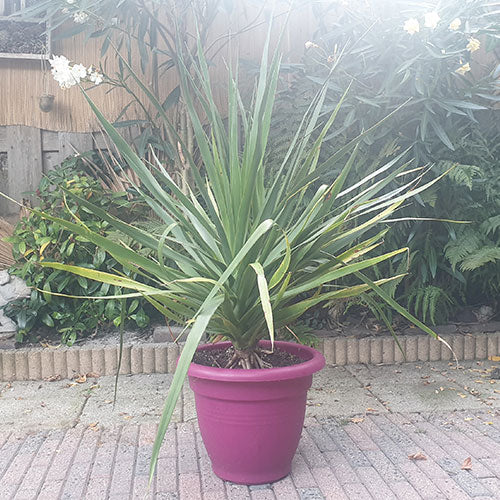 "Heel erg blij met de geleverde service. Ik had een aantal vragen over de verzorging van de drakenbloedboom en kreeg binnen 10 minuten duidelijke uitleg. Heb meteen daarna mijn boompje besteld, die als een speer gaat. Bedankt. Ik raad dit echt aan."