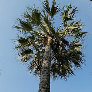 Medemia Argun Palme Nubische Wüstenpalme | kaufen Sie frische Palmensamen auf www.drakenbloedboom.com