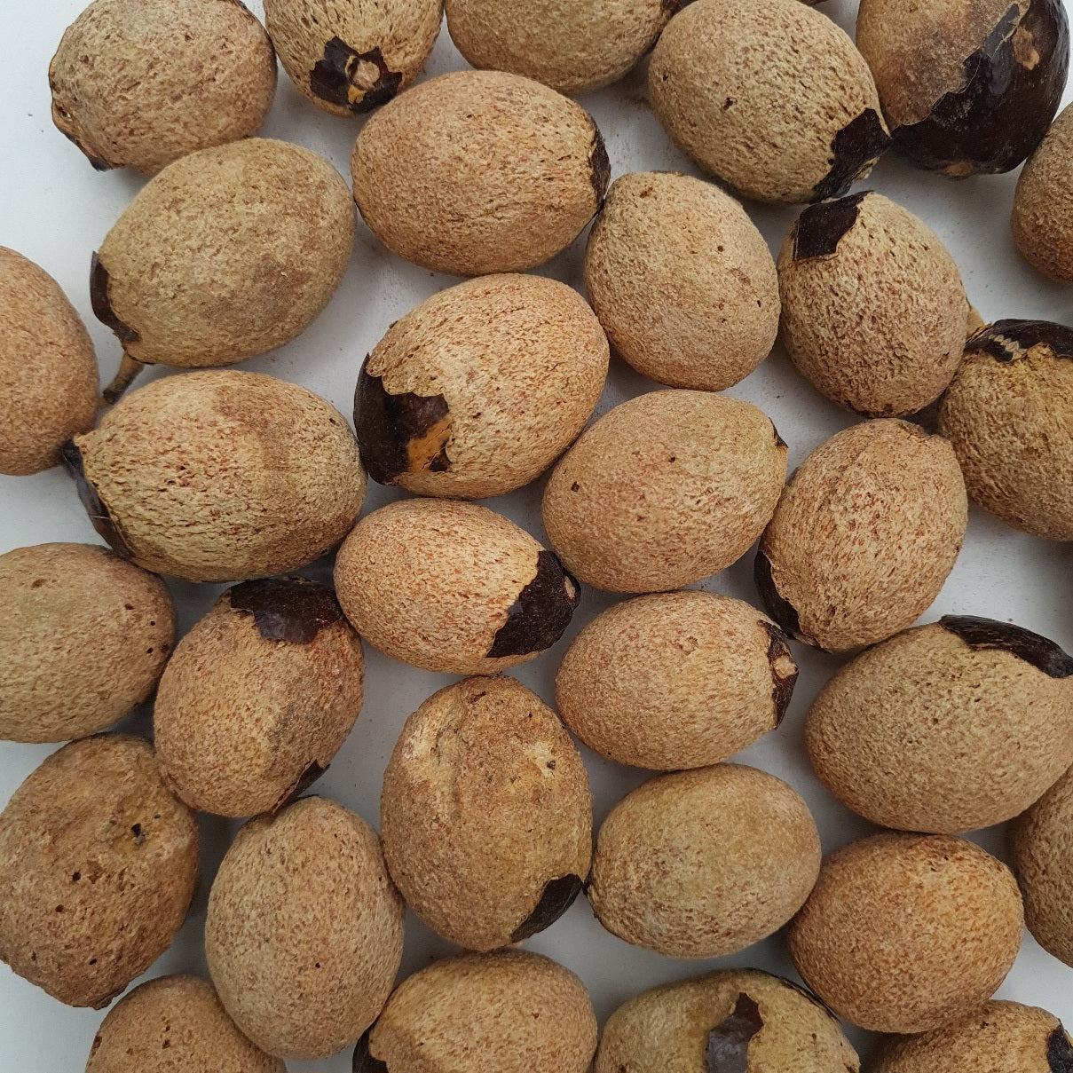 Medemia Argun palmboom Nubische Woestijn palmboom | verse palmboomzaden kopen bij www.drakenbloedboom.com