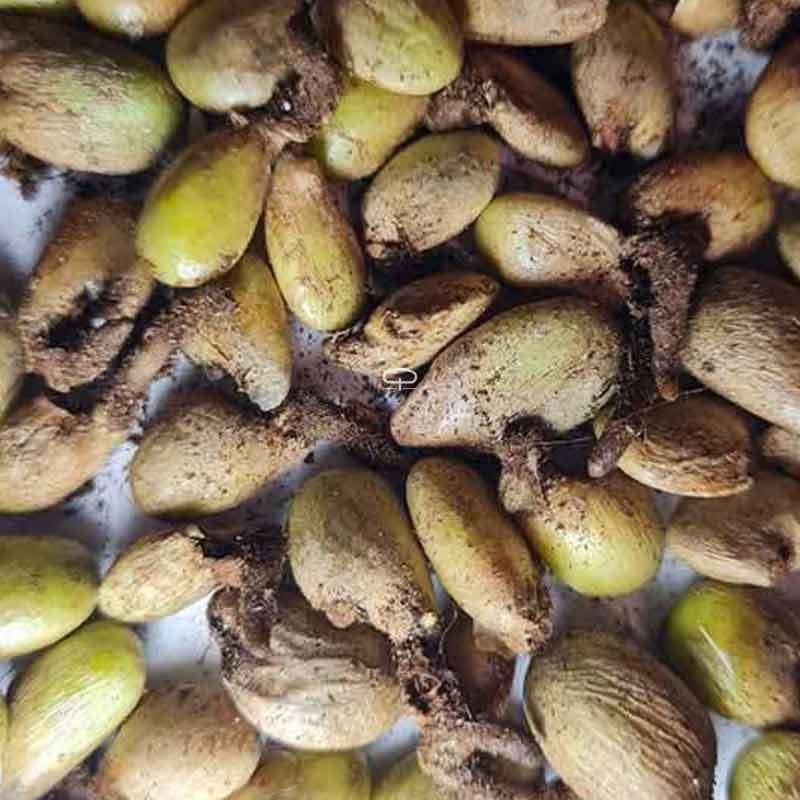 Monstera Deliciosa voorbeeld plant (gatenplant)