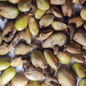 monstera deliciosa fruit seeds Buy Monstera Deliciosa seeds? | Grow your own Swiss cheese plant