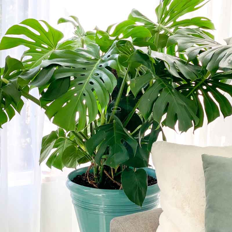 Monstera Deliciosa voorbeeld plant (gatenplant)