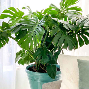 monstera plant kopen Monstera Deliciosa zaden kopen? | Kweek je eigen gatenplant