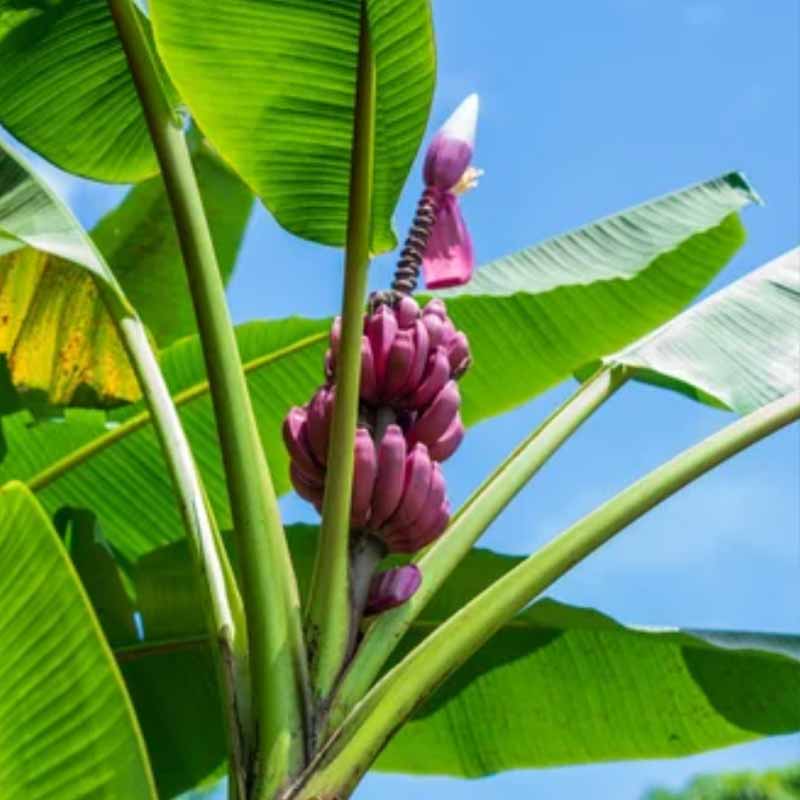 Verse Musa Velutina banaan (roze dwergbanaan) 