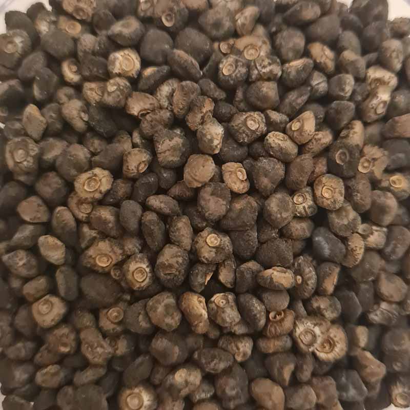 Verse Musa Velutina banaan (roze dwergbanaan) 