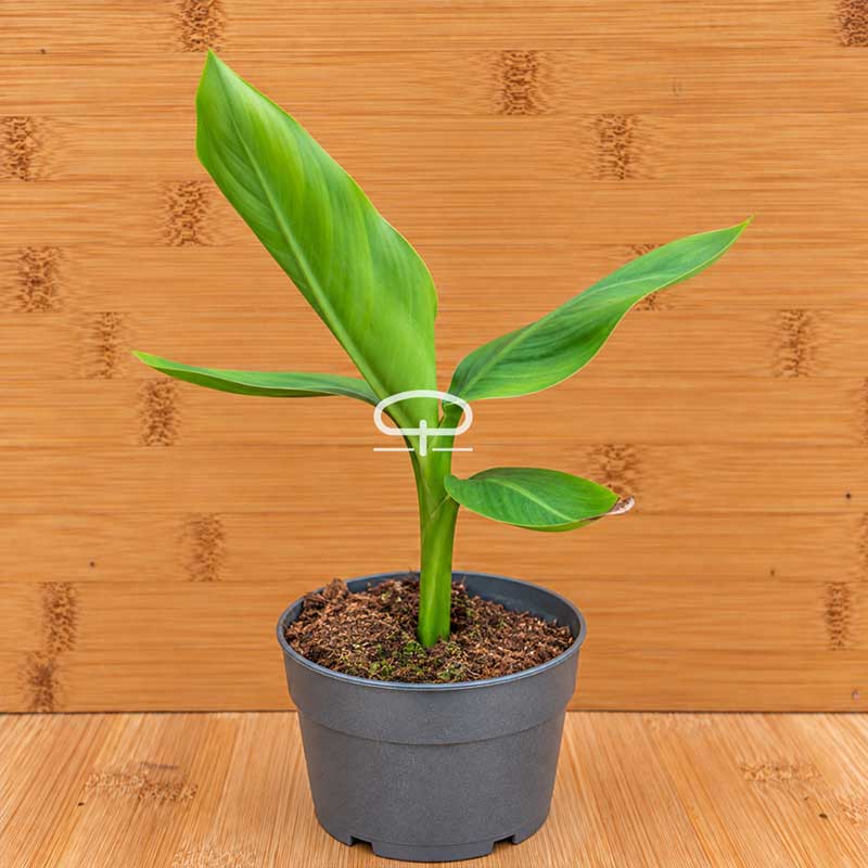 musa velutina - roze dwergbanaan zaailing van ongeveer 30 cm hoog
