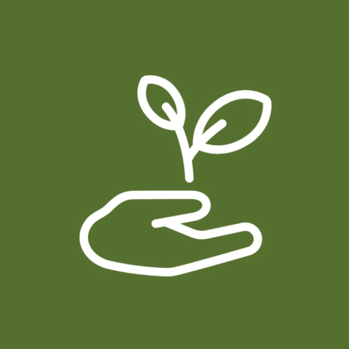 hoogwaardige tropische palmzaden